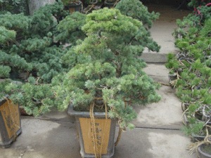 五針?biāo)?-深圳市花卉植物花木盆花綠植租擺