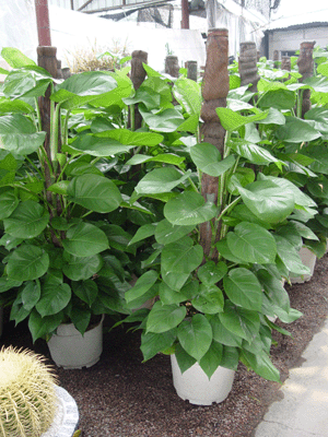 綠蘿--深圳市植物綠植租擺